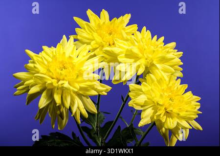 Chrysantheme Amour Yellow auf blauem Hintergrund Stockfoto
