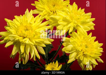 Chrysantheme Amour Yellow auf rotem Hintergrund Stockfoto