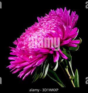 Blühende pinkfarbene Aster Lady Coral auf schwarzem Hintergrund Stockfoto