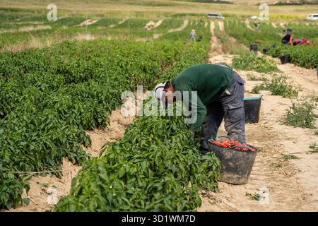 Landwirt erntet Piquillo-Paprika auf einer Plantage Stockfoto
