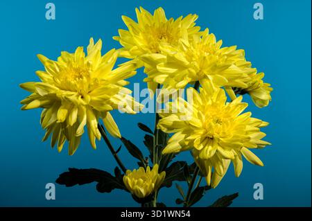 Chrysantheme Amour Yellow auf blauem Hintergrund Stockfoto