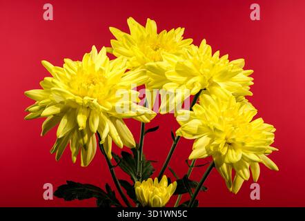 Chrysantheme Amour Yellow auf rotem Hintergrund Stockfoto