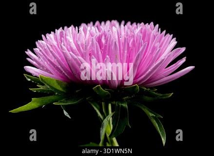 Blühende pinkfarbene Aster Lady Coral auf schwarzem Hintergrund Stockfoto