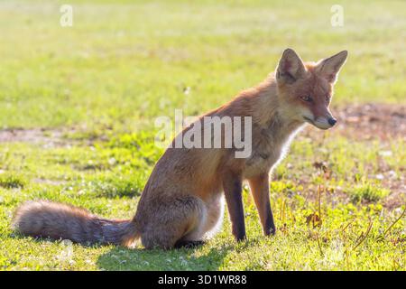 Red Fox Nahaufnahme Portrait (Vulpes vulpes) Stockfoto