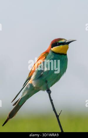 Europäische Bienenfresser (merops Apiaster) Stockfoto