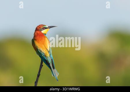 Europäische Bienenfresser (merops Apiaster) Stockfoto