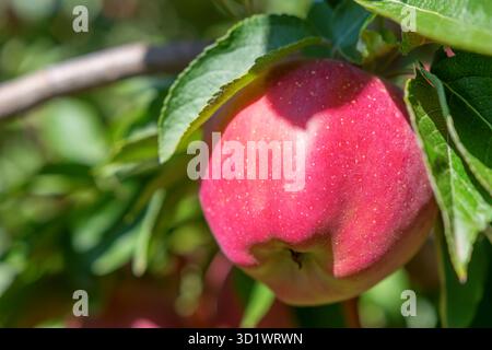 Roter Apfel auf dem Baum, Apple Tree Stockfoto