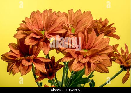 Chrysantheme multiflora Conaco Orange auf gelbem Hintergrund Stockfoto