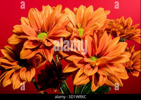 Chrysantheme multiflora Conaco Orange auf rotem Hintergrund Stockfoto