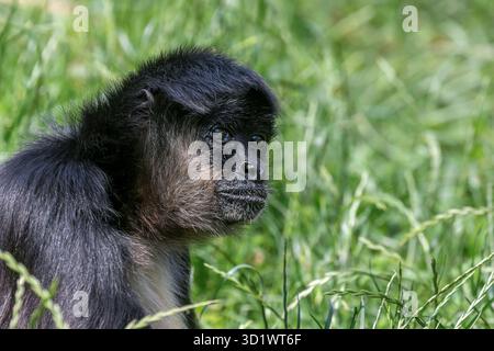 Porträt des Geoffroy Spider Monkey (Ateles geoffroyi) Stockfoto