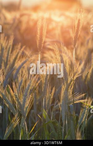 Weizen Ohren unter der Sonne. Sonne scheint durch reifen Weizen. Stockfoto