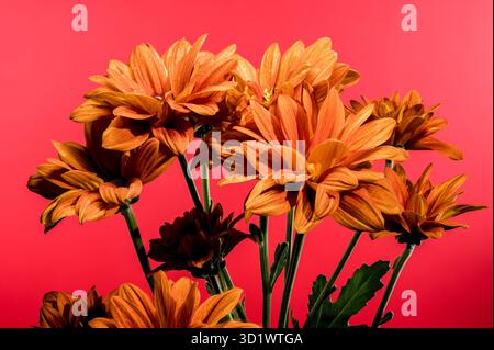 Chrysantheme multiflora Conaco Orange auf rotem Hintergrund Stockfoto