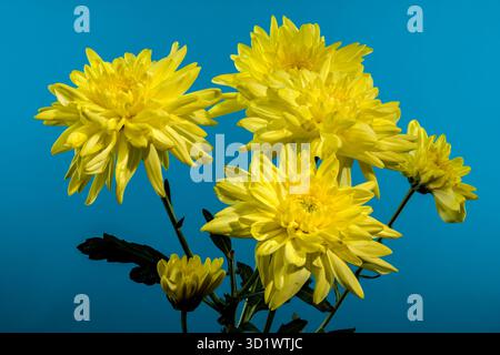 Chrysantheme Amour Yellow auf blauem Hintergrund Stockfoto