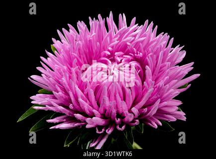 Blühende pinkfarbene Aster Lady Coral auf schwarzem Hintergrund Stockfoto