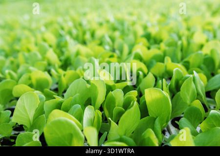 Und salatpflänzlinge, Grüner Salat Pflanzen Gemüse Hintergrund. Kopfsalat Farm Stockfoto