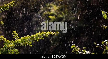 Ginkgo, Ginkgo biloba, im Regen, Witten, Ruhrgebiet, Nordrhein-Westfalen, Deutschland, Europa Stockfoto