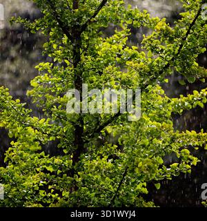 Ginkgo, Ginkgo biloba, im Regen, Witten, Ruhrgebiet, Nordrhein-Westfalen, Deutschland, Europa Stockfoto