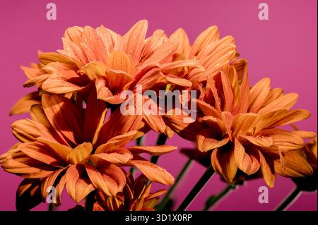 Chrysantheme multiflora Conaco Orange auf rosa Hintergrund Stockfoto