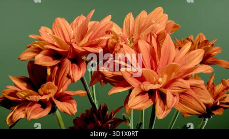 Chrysantheme multiflora Conaco Orange auf grünem Hintergrund Stockfoto