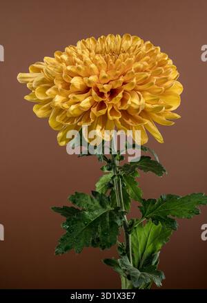 Goldene Chrysanthemenblüte mit Tau Stockfoto