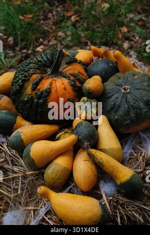 Zierkürbis Kürbisse Herbsternte Strohhalm Stockfoto