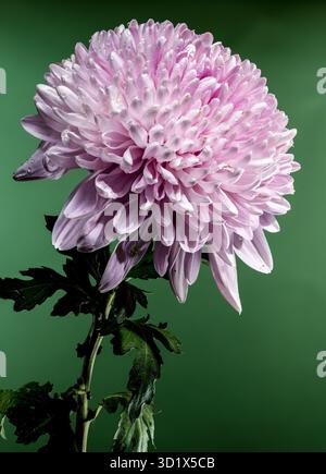 Rosa Chrysantheme Rossano dunkel auf grünem Hintergrund Stockfoto