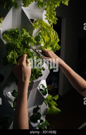 Vegane Frauenhände mit Schere, Ernte von frischem Salat, der in einer modernen vertikalen Hydrokultur-Farm angebaut wird, Präsentation nachhaltiger Landwirtschaft und Stockfoto