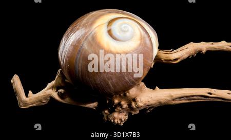 Braune Mondschneckenschale auf schwarzem Hintergrund Stockfoto