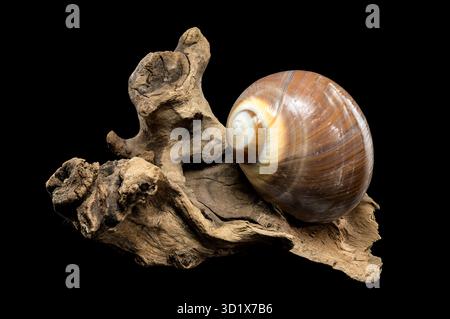 Braune Mondschneckenschale auf schwarzem Hintergrund Stockfoto