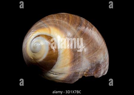 Braune Mondschneckenschale auf schwarzem Hintergrund Stockfoto