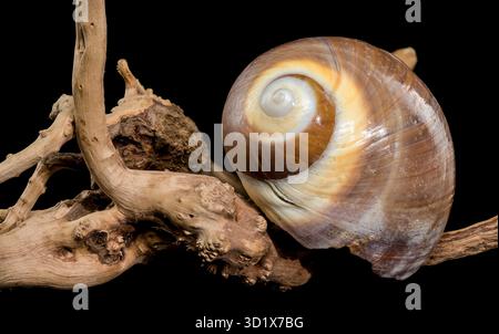 Braune Mondschneckenschale auf schwarzem Hintergrund Stockfoto