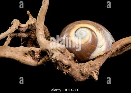 Braune Mondschneckenschale auf schwarzem Hintergrund Stockfoto