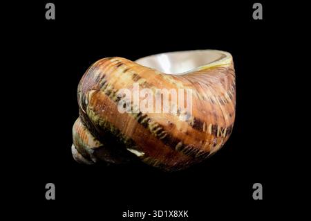Nahaufnahme der Turbo Petholatus Shell auf schwarzem Hintergrund Stockfoto