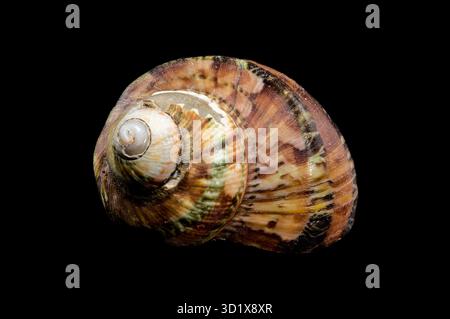 Nahaufnahme der Turbo Petholatus Shell auf schwarzem Hintergrund Stockfoto
