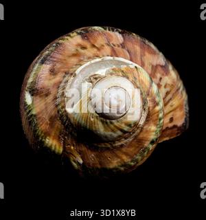 Nahaufnahme der Turbo Petholatus Shell auf schwarzem Hintergrund Stockfoto