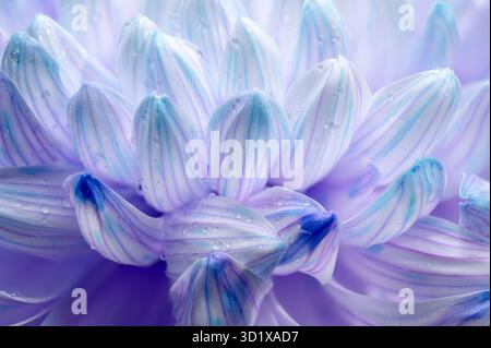 Nahaufnahme von violetten und weißen Chrysanthemenblättern Stockfoto