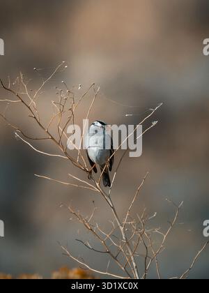 Stiller Wächter des Waldes. Eine große graue Eule, immer wachsam, thront im goldenen Stundenlicht. Stockfoto