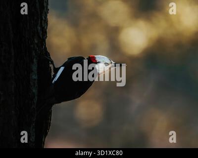 Stiller Wächter des Waldes. Eine große graue Eule, immer wachsam, thront im goldenen Stundenlicht. Stockfoto
