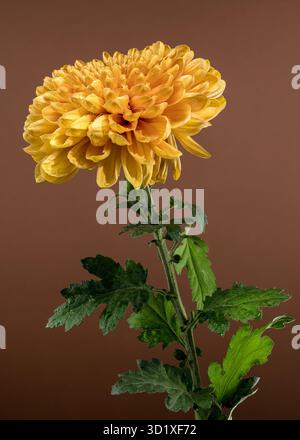 Goldene Chrysanthemenblüte mit Tau Stockfoto