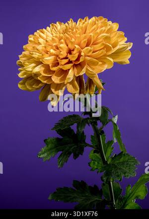 Goldene Chrysanthemenblüte mit Tau Stockfoto