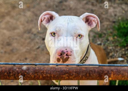 Ein wweißbrauner Pitbull-Hund, der in die Kamera schaut Stockfoto