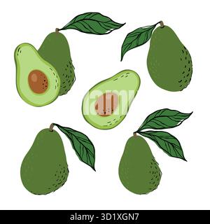 Tropische grüne Avocados und Avocadoscheiben. Handgezeichnete Avocados isoliert auf weißem Hintergrund. Für Stoff, Zeichenetiketten, Druck, Tapeten Stock Vektor