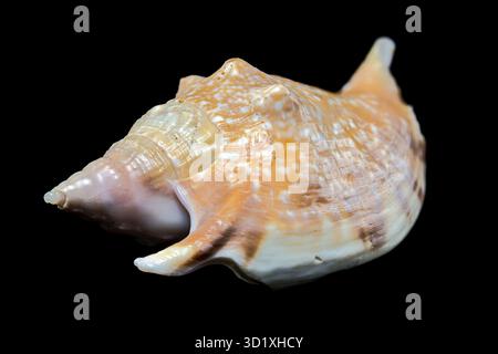 Strombus Gigas Muschel auf schwarzem Hintergrund Stockfoto