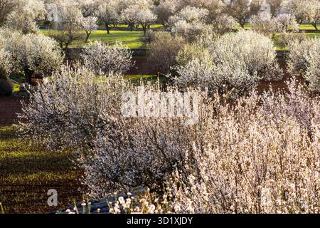 Mandelbäume in voller Blüte Stockfoto