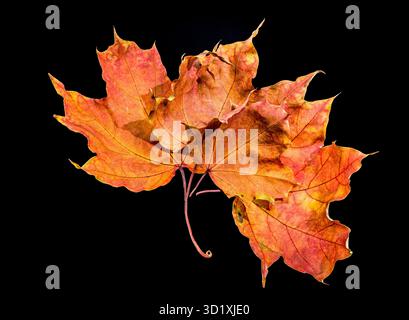 Leuchtende Herbstahornblätter auf schwarzem Hintergrund Stockfoto