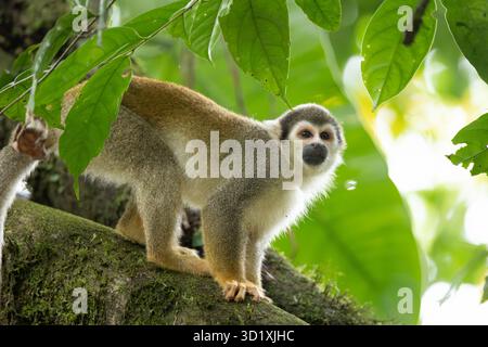 Ecuadorianischer Eichhörnchenaffe (Saimiri cassiquiarensis macrodon) klettert auf einem Baumzweig im tropischen Regenwald in der Nähe von Tena, Ecuador Stockfoto