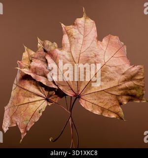 Leuchtende Herbstahornblätter auf braunem Hintergrund Stockfoto