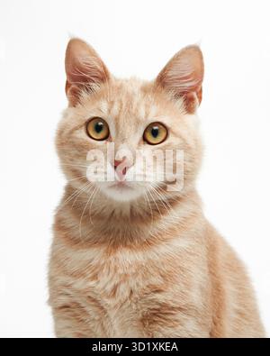 Eine Ginger Tabby Katze wird in einer hellen Nahaufnahme vor weißem Hintergrund fotografiert. Der Ausdruck ist neugierig und freundlich. Stockfoto