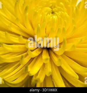 Nahaufnahme eines hellgelben Chrysanthemums Stockfoto