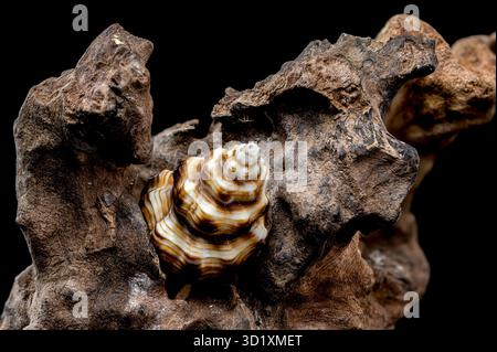 Gestreifte Muschel auf rauem Treibholz Stockfoto
